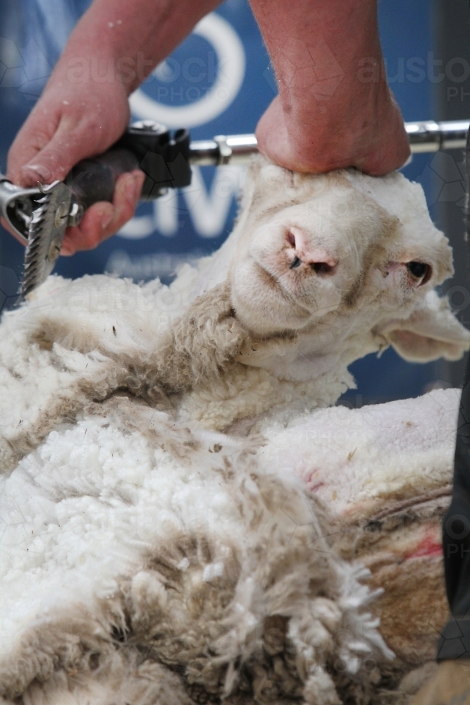 Closeup of shearing a sheep - Australian Stock Image