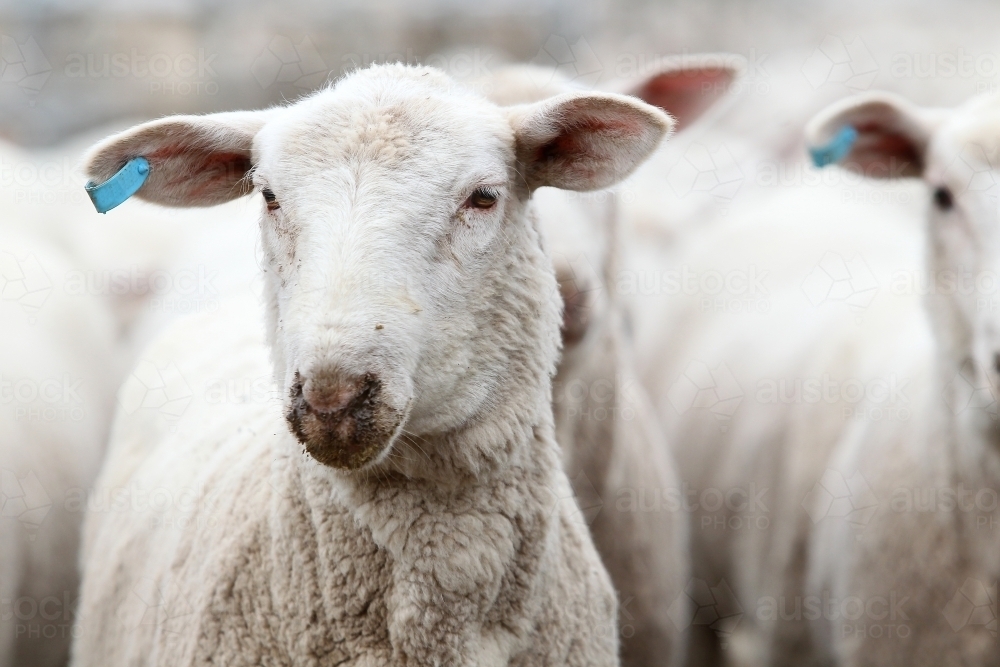 Closeup of sheep - Australian Stock Image