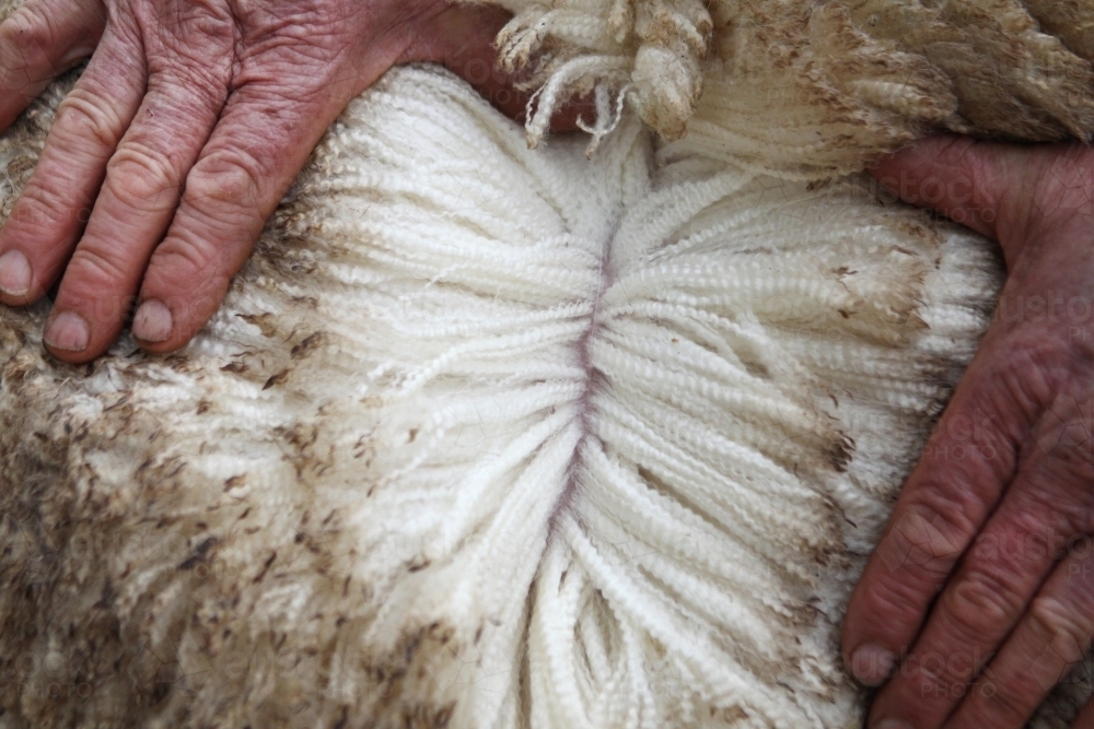 Closeup of sheep's fleece with hands - Australian Stock Image