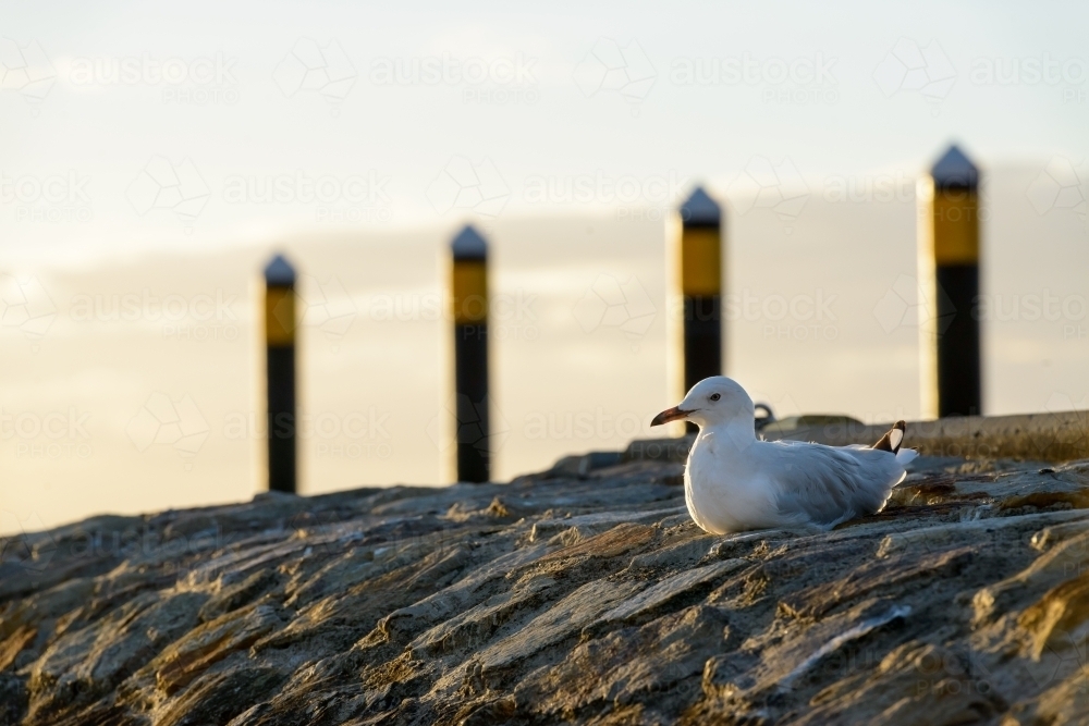 Closeup of silver gull on rock seawall with blurred background - Australian Stock Image