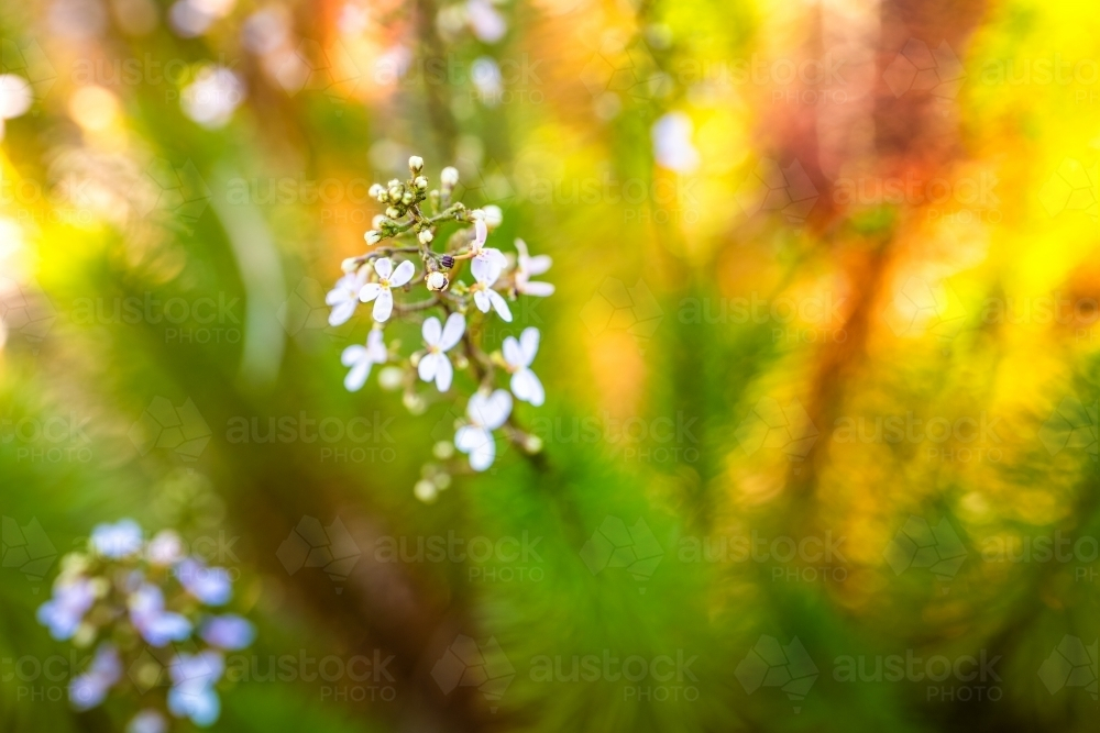 Closeup of small white flowers with a blurred background. - Australian Stock Image