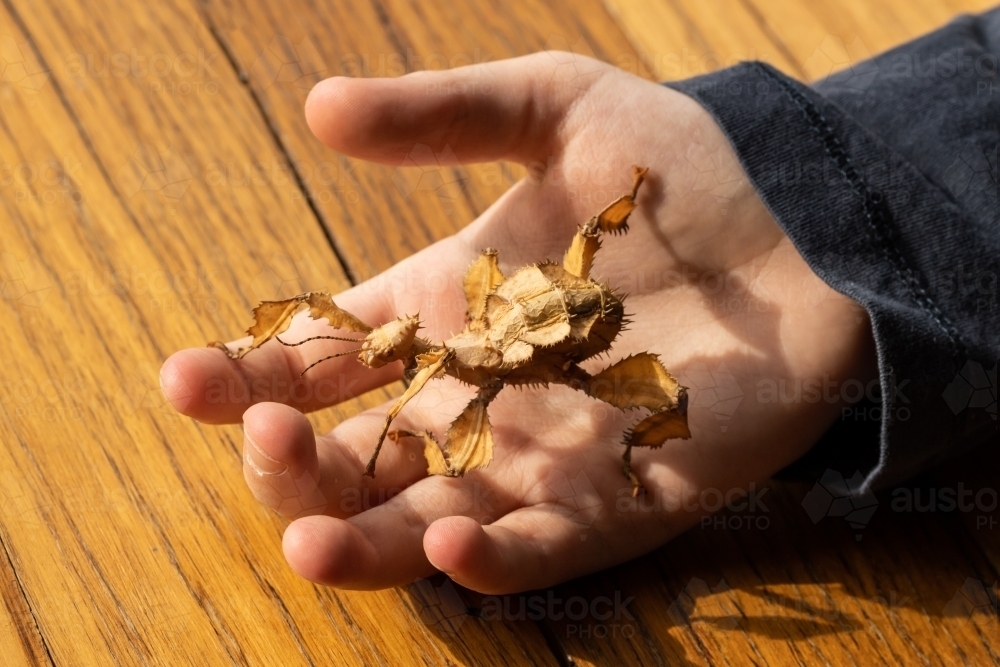 Closeup of Spiny Leaf insect in child's hand - Australian Stock Image