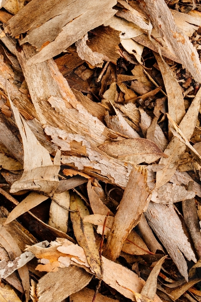 Closeup of tree bark and leaf litter - Australian Stock Image
