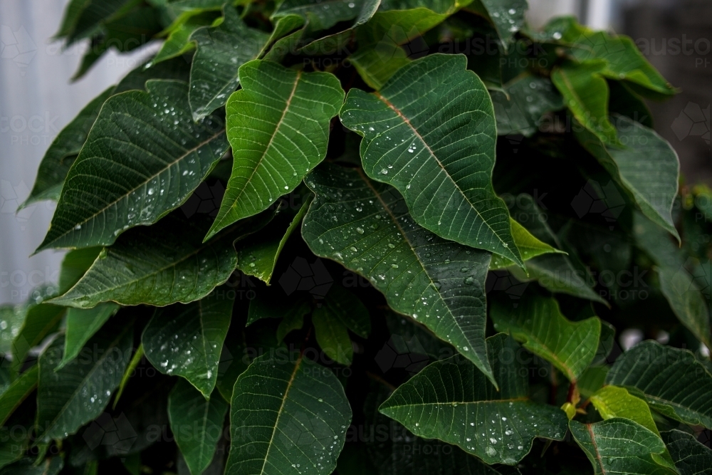 Closeup of vibrant leaves covered in small water droplets after a summer rain shower - Australian Stock Image