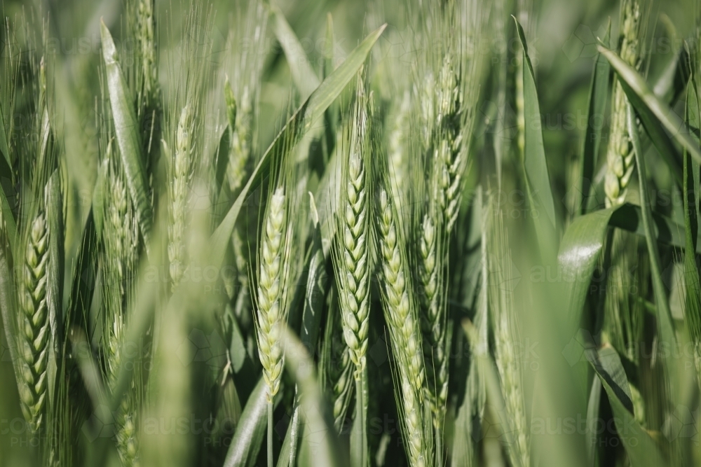 Closeup of wheat cereal crop at head emergence in the Wheatbelt of Western Australia - Australian Stock Image