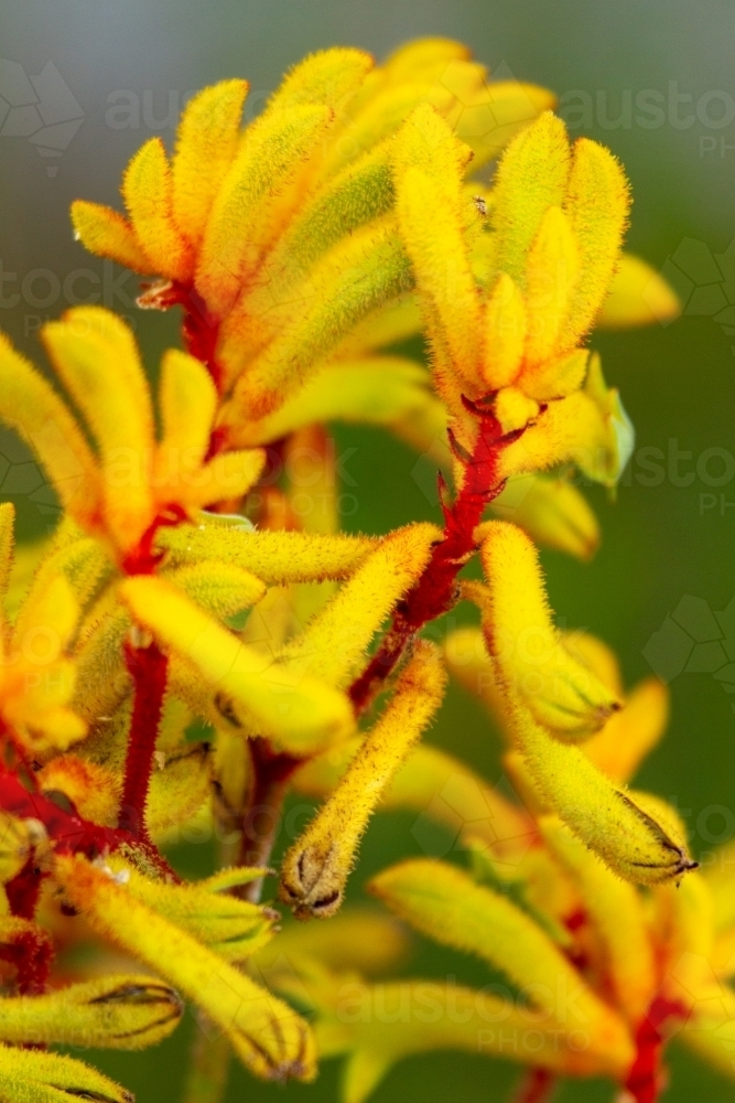 Close-up of yellow kangaroo paw flowers cluster with soft background. - Australian Stock Image