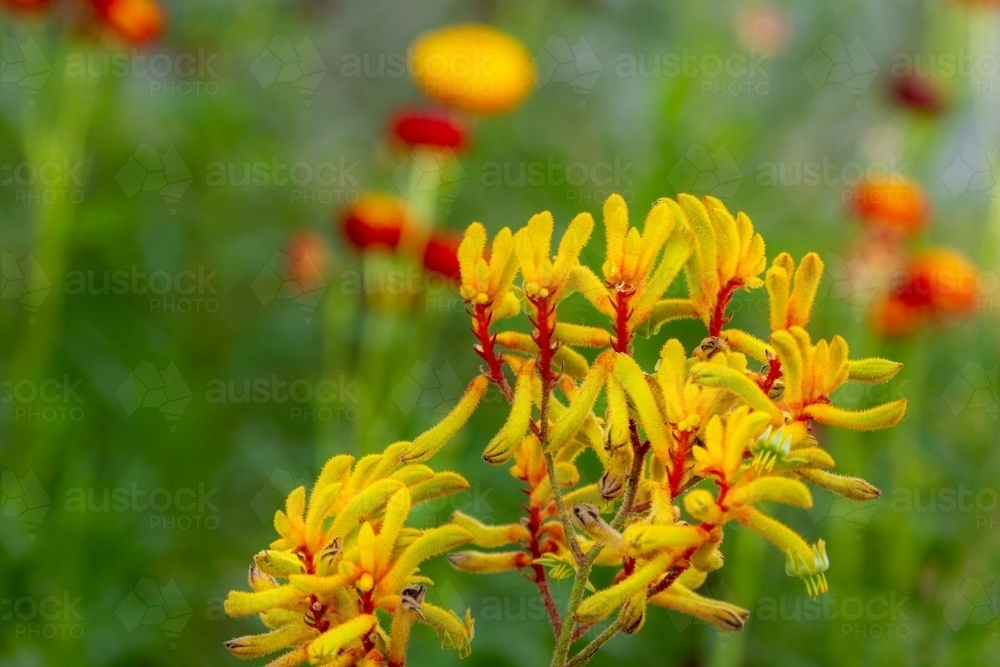 Koorapoo Flower Image of Close-up of yellow kangaroo paw flowers with soft background ...