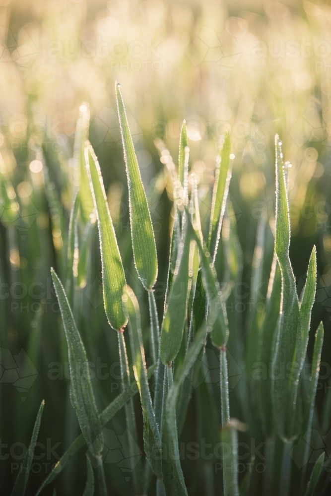 Closeup pf cereal crop at ear peep in the Wheatbelt of Western Australia - Australian Stock Image