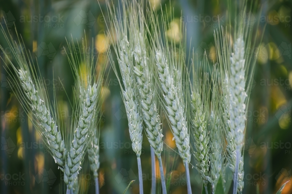 Closeup pf wheat cereal crop at flowering in the Wheatbelt of Western Australia - Australian Stock Image