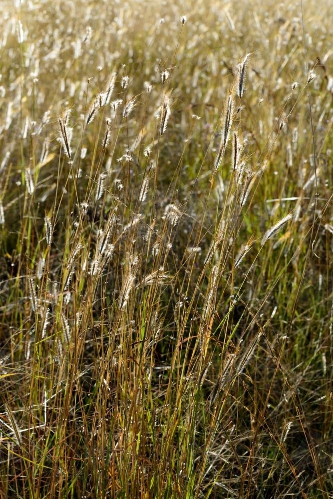 Closeup shot of grasses with cream backlit seedheads - Australian Stock Image