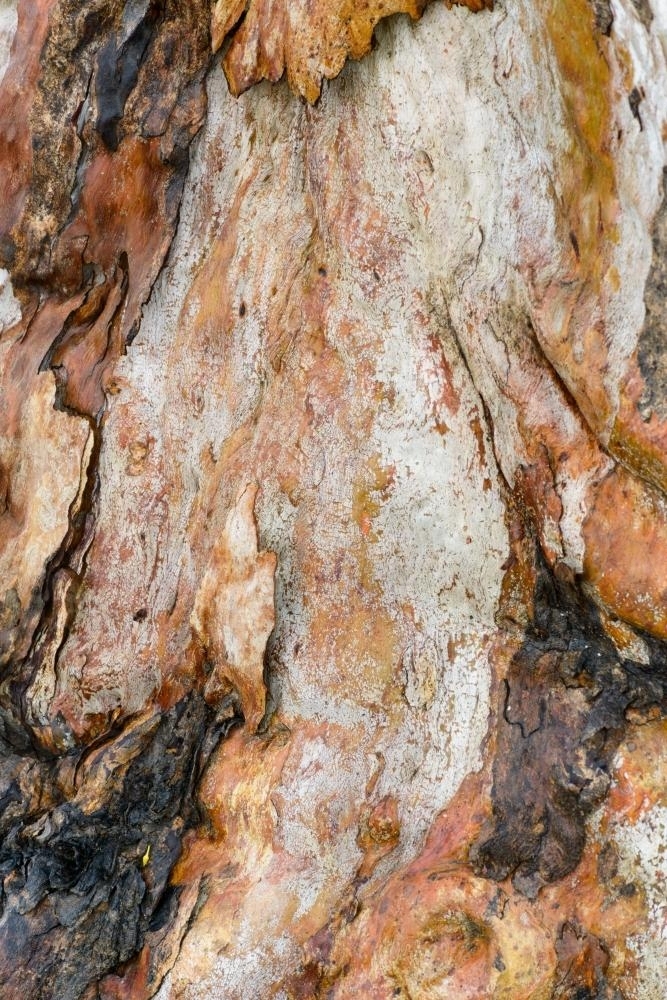 Closeup shot of new growth and  heavily textured, colourful burnt tree trunk - Australian Stock Image
