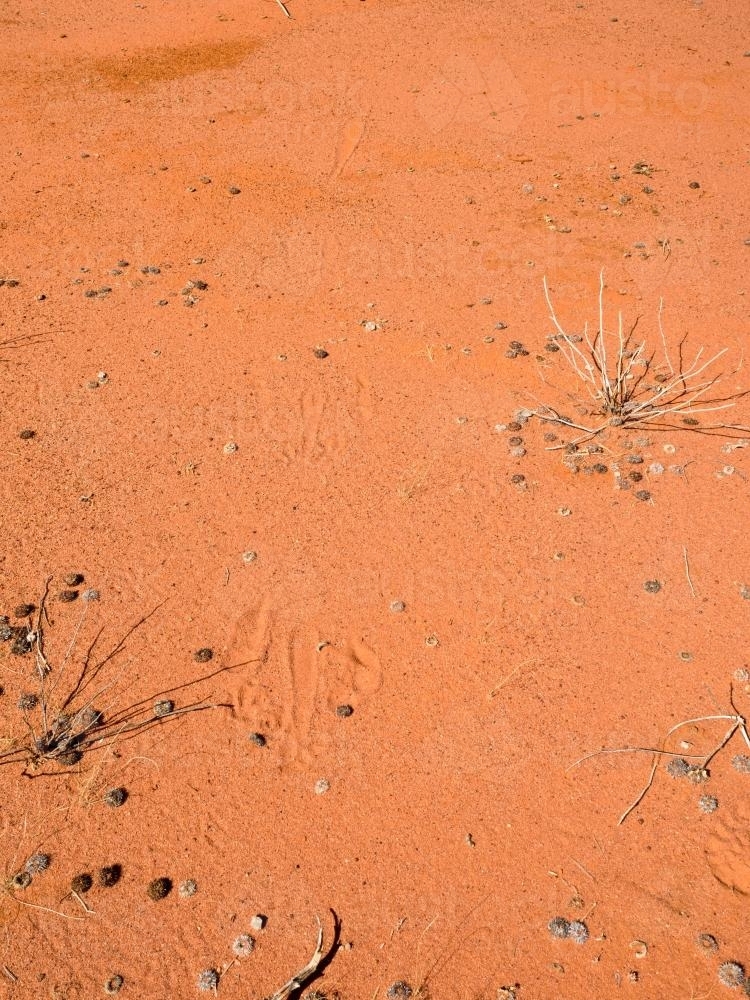 Closeup shot of orange desert sand with kangaroo prints, seeds and dried grass - Australian Stock Image