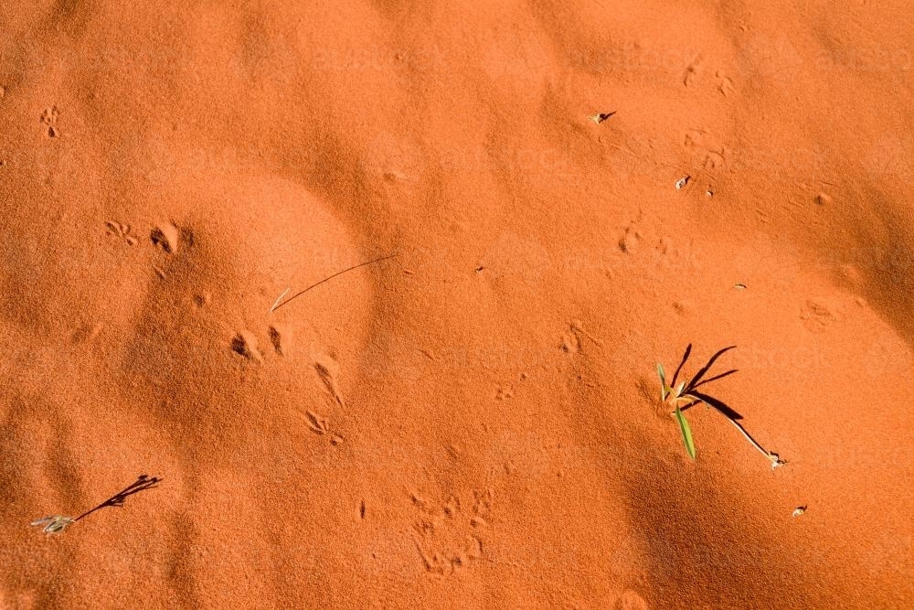 Closeup shot of smooth deep orange desert sands with green grass - Australian Stock Image