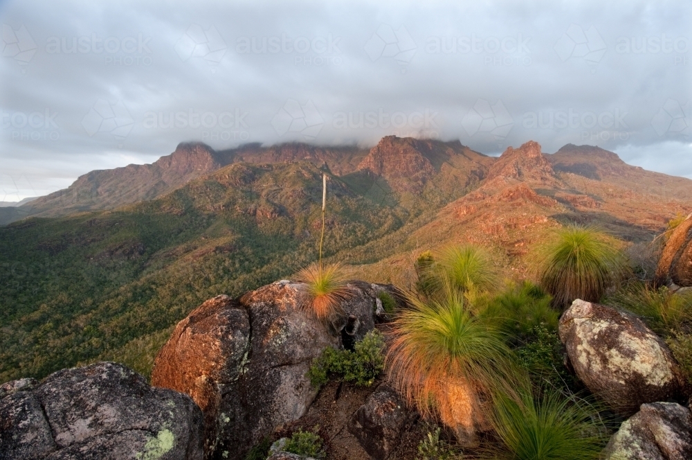 Cloud covered peak at sunrise with grass trees in foreground - Australian Stock Image