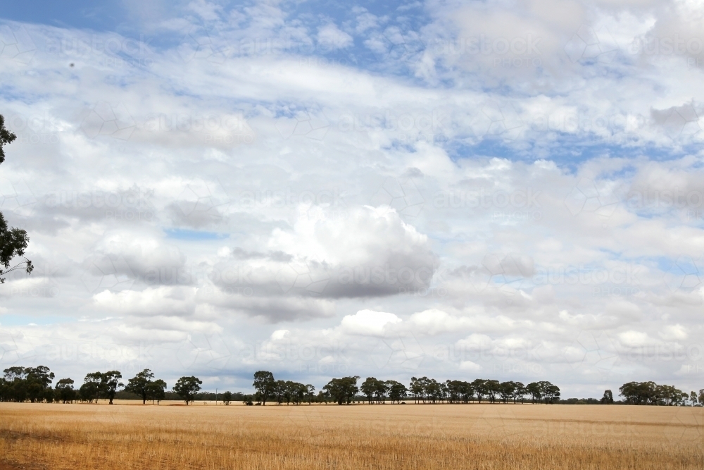 Clouds over cropping paddock in summer - Australian Stock Image