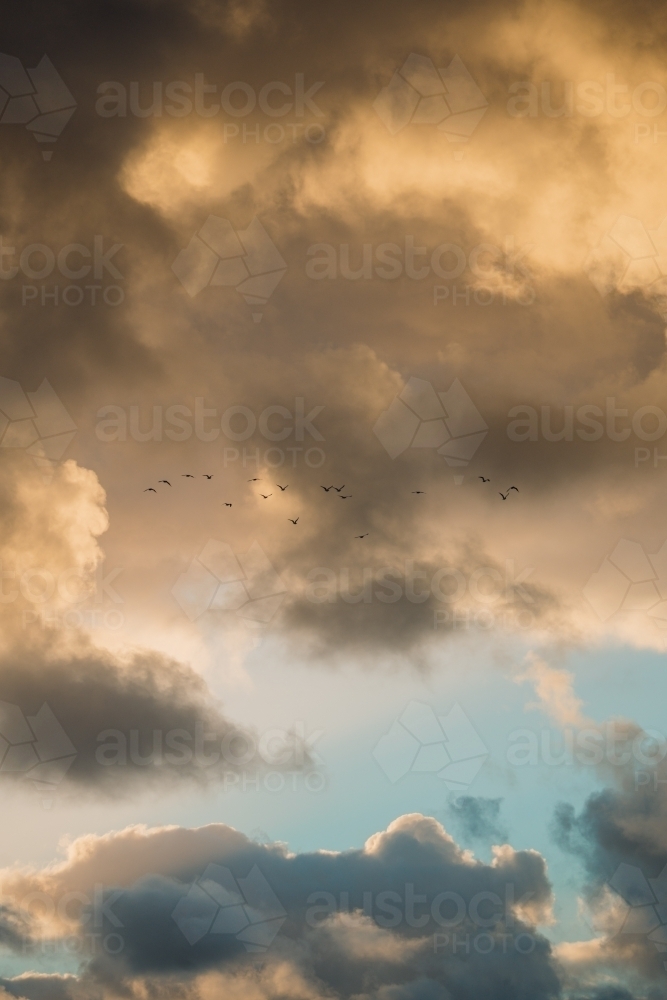 Clouds with flock of birds flying at sunset - Australian Stock Image