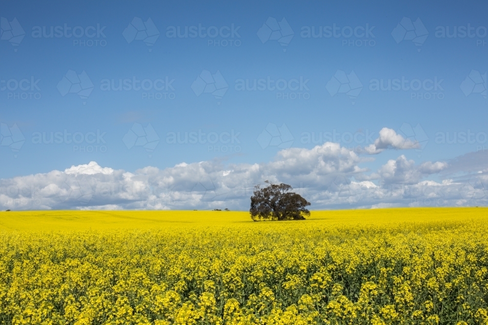 Cloudy Canola seeds - Australian Stock Image