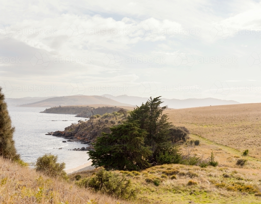 Cloudy sky over low grassland in public coastal nature reserve with pine trees in foreground - Australian Stock Image