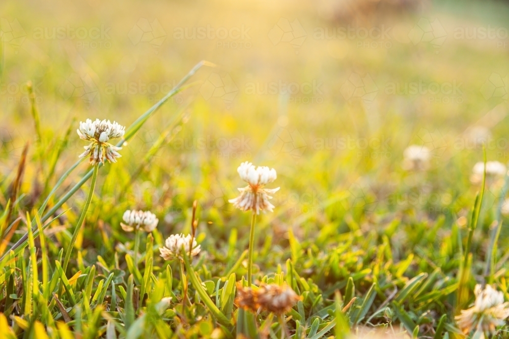 Clover flowers growing in backyard lawn in golden afternoon light - Australian Stock Image