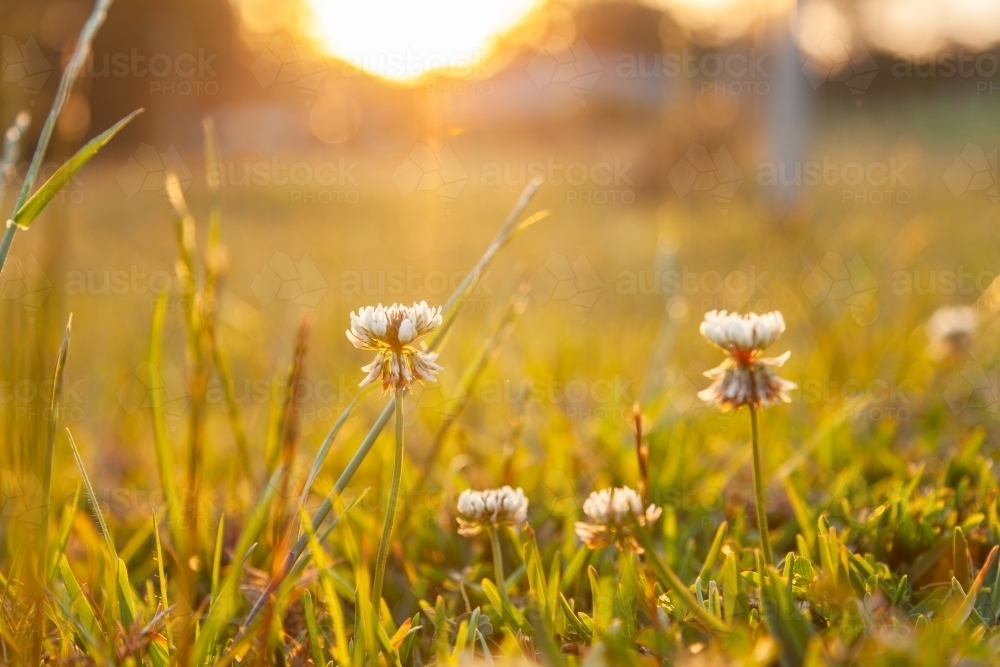 Clover flowers growing in backyard lawn in golden afternoon light - Australian Stock Image