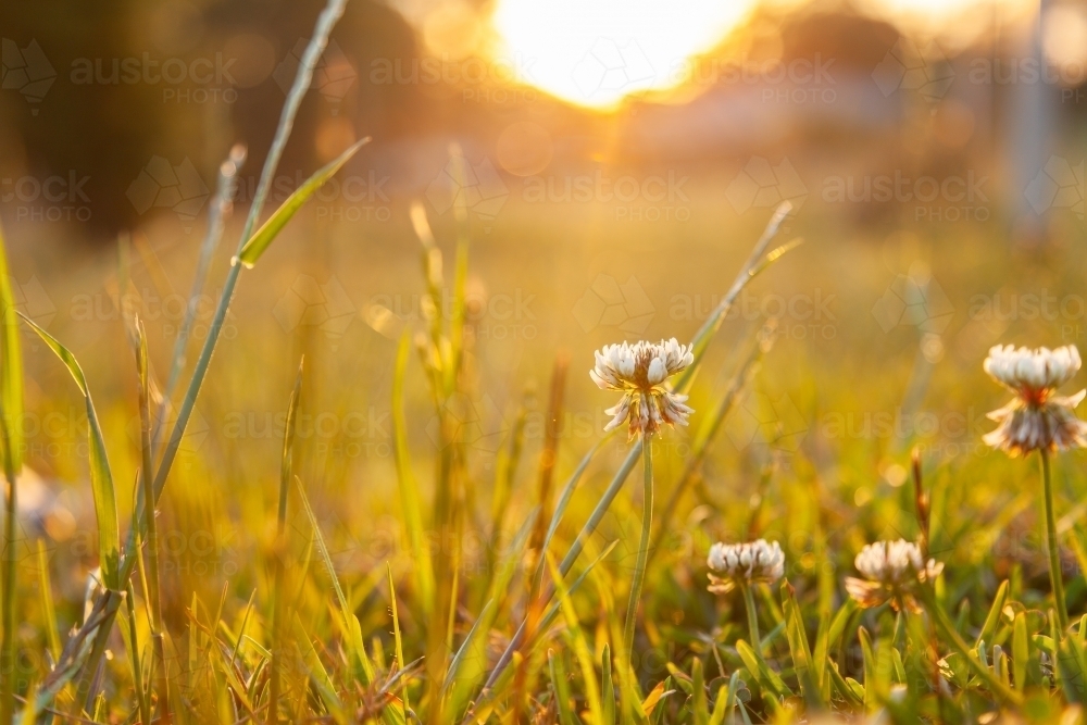 Clover flowers growing in backyard lawn in golden afternoon light - Australian Stock Image