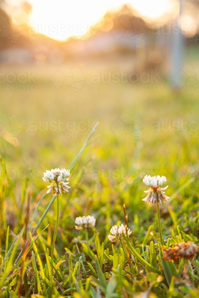 Clover flowers growing in backyard lawn in golden afternoon light - Australian Stock Image