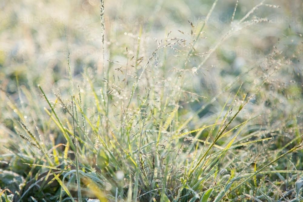 Clump of grass sparkling with frost in the morning light - Australian Stock Image