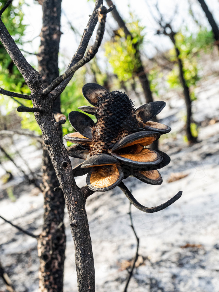 Cluster of banksia seed pods blackened after a bushfire with new growth - Australian Stock Image