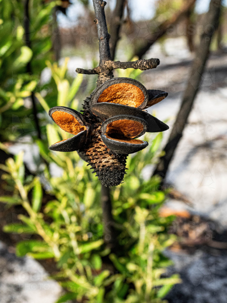 cluster of banksia seed pods  blackened after a bushfire with new growth - Australian Stock Image