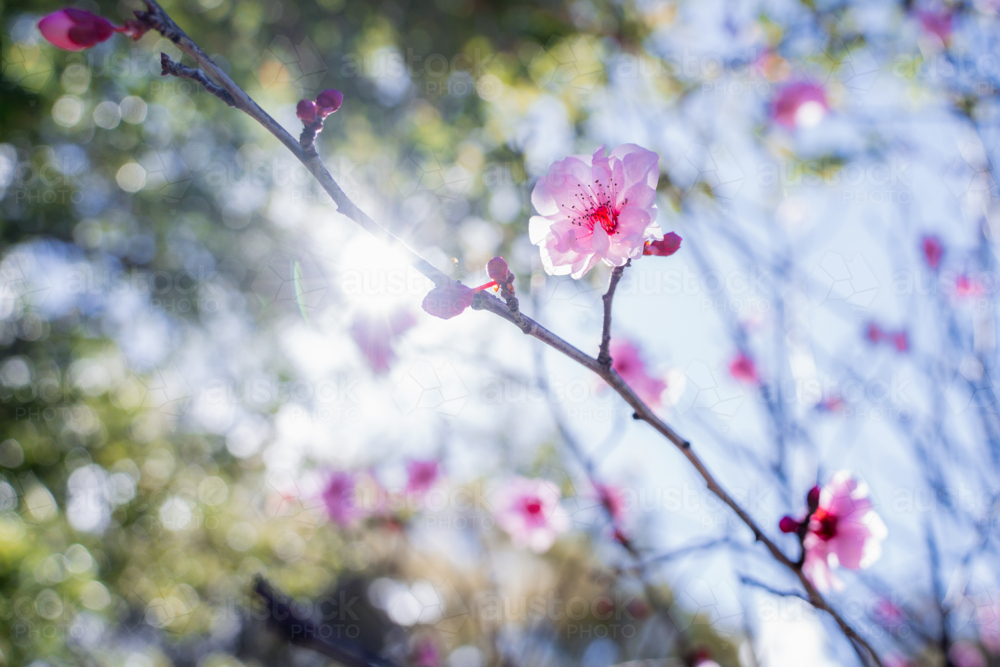 Cluster of delicate pink spring blossoms in soft natural light in Perth, Western Australia - Australian Stock Image