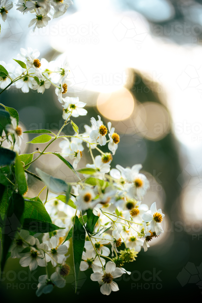 Cluster of delicate white wildflowers in Rhod gardens - Australian Stock Image