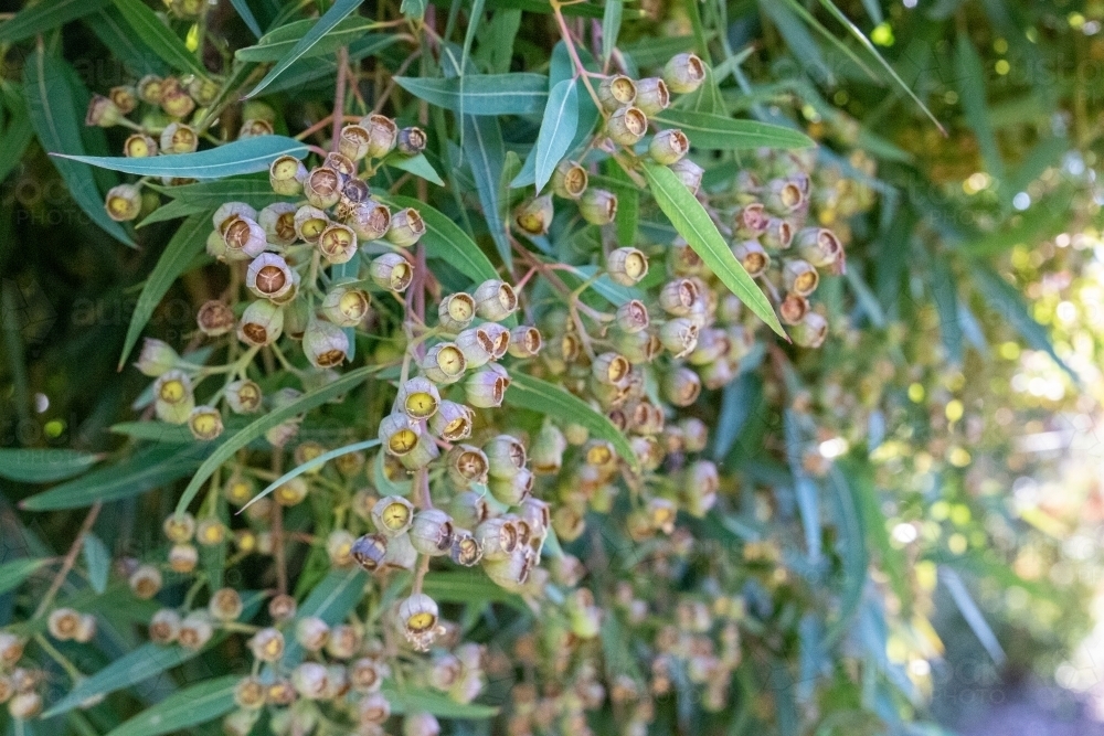 Cluster of gum nuts on eucalyptus tree - Australian Stock Image