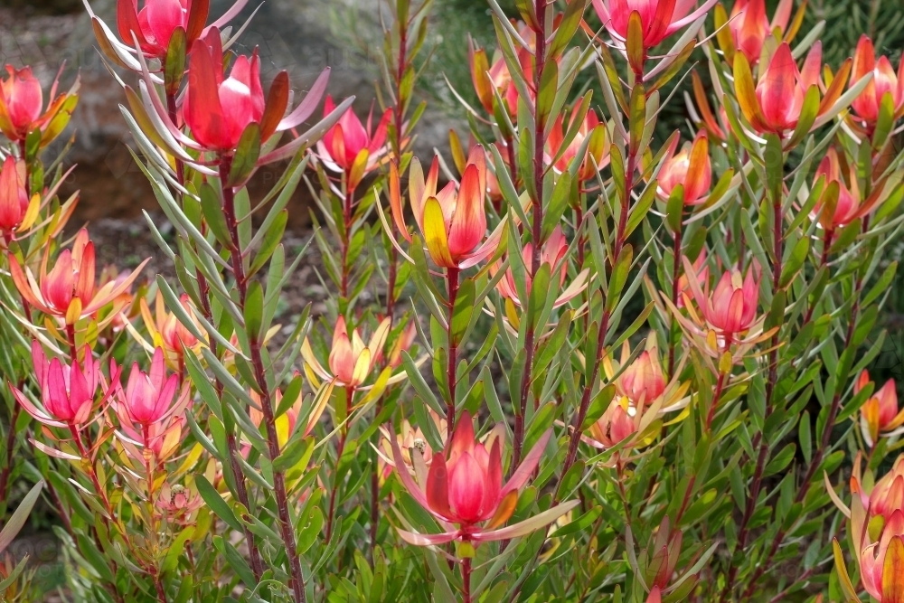 Cluster of leucadendron flowers - Australian Stock Image