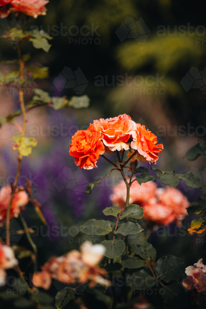 Cluster of mini roses blooming in a garden - Australian Stock Image