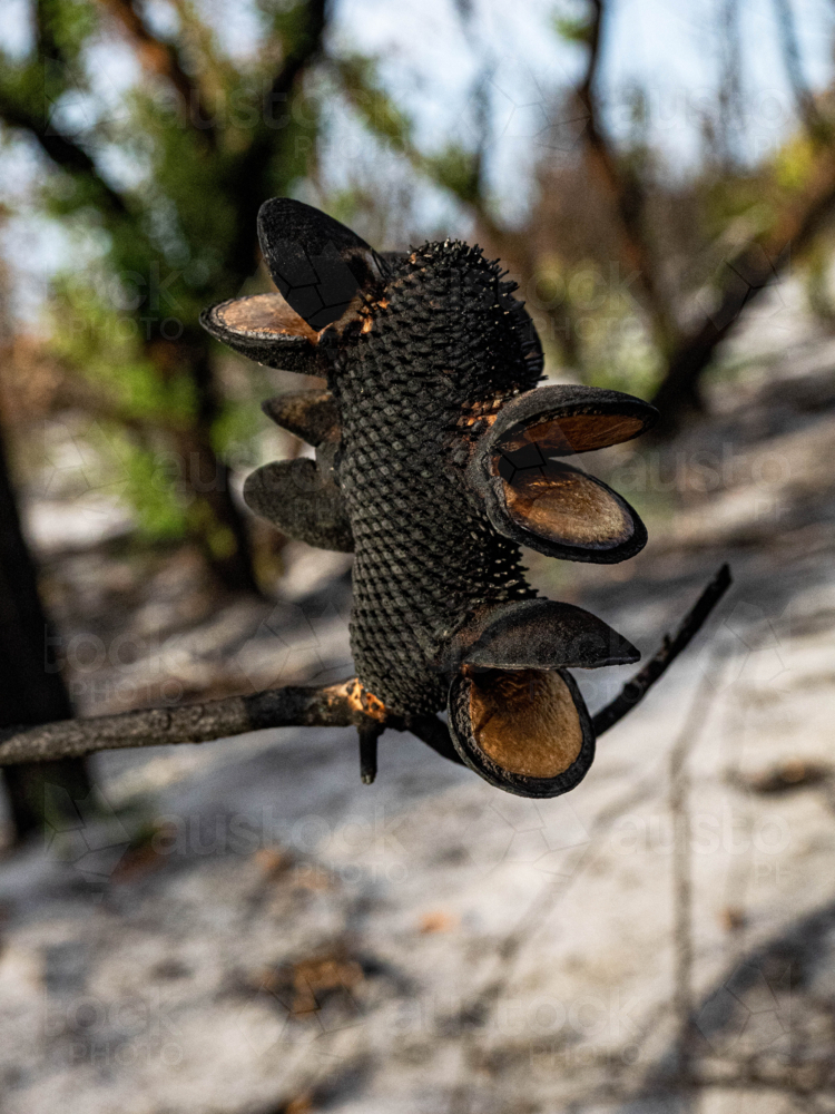 Cluster of opened banksia seed pods after a bushfire - Australian Stock Image