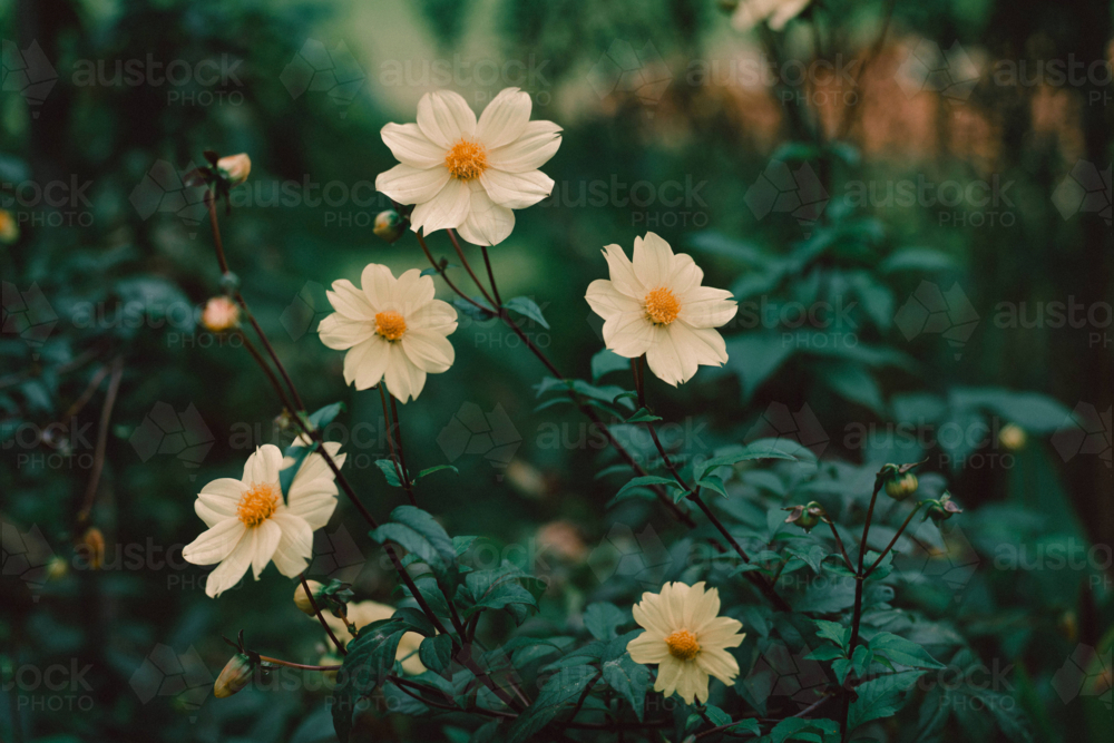 Cluster of pale yellow flowers among green leaves - Australian Stock Image