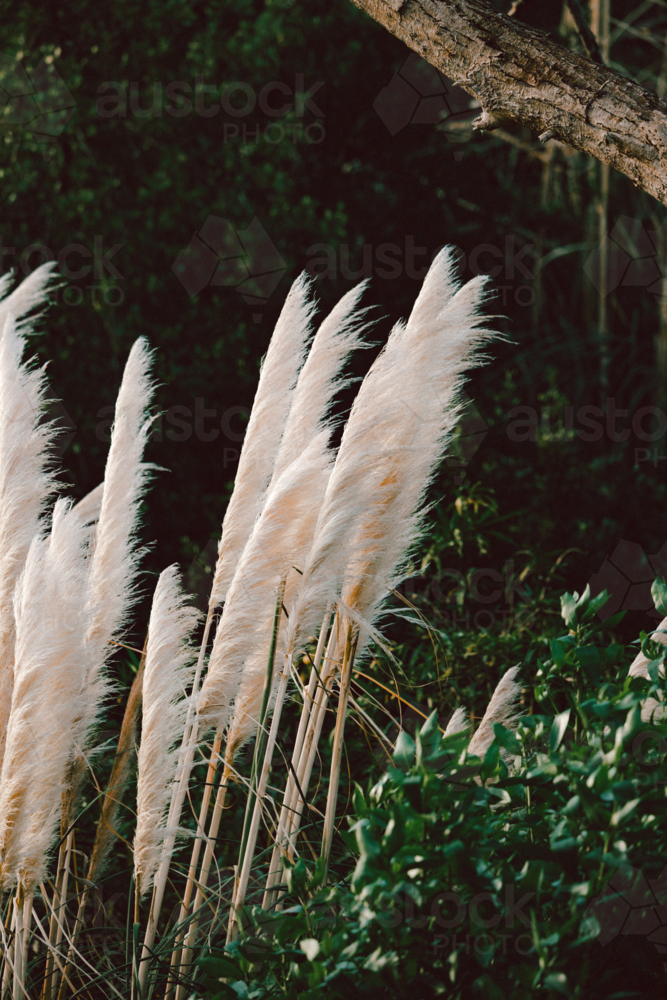 Cluster of pampas grass glowing softly in natural light - Australian Stock Image
