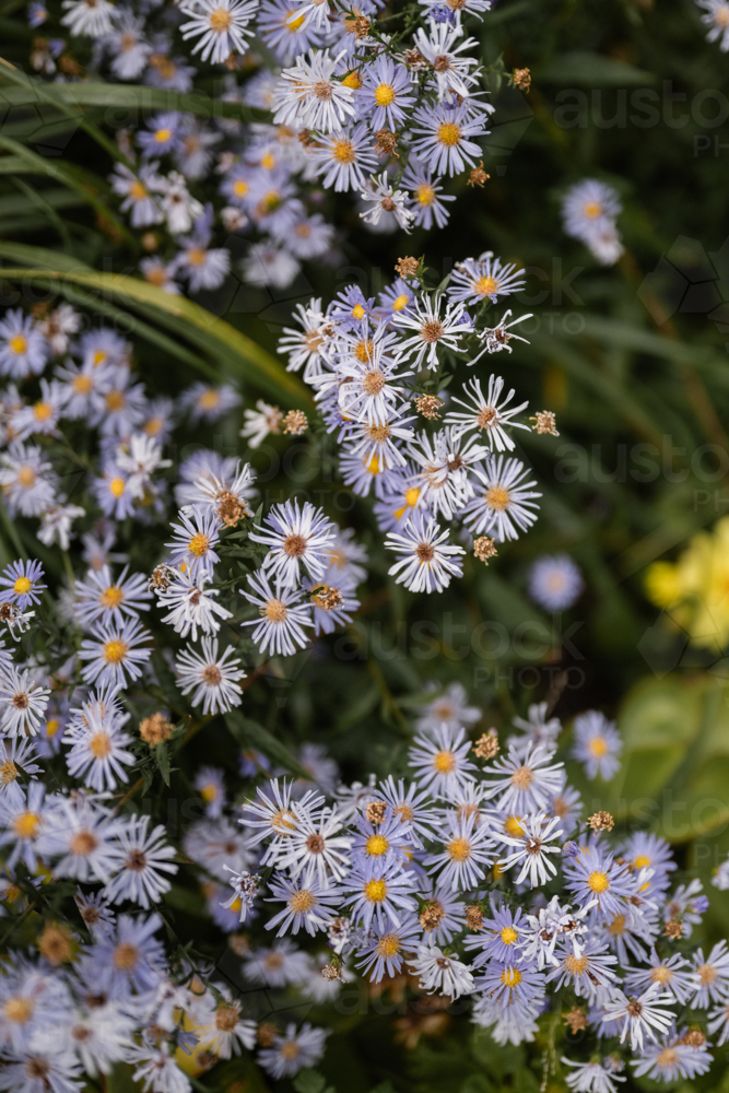 Cluster of purple daisies blooming in lush greenery - Australian Stock Image