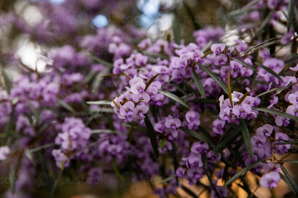 cluster of purple flowers at Binna Burra - Australian Stock Image