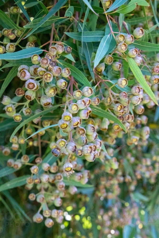 Image of Cluster of seed pods on angophora tree - Austockphoto