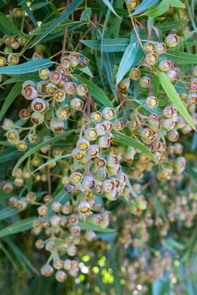 Cluster of seed pods on angophora tree - Australian Stock Image