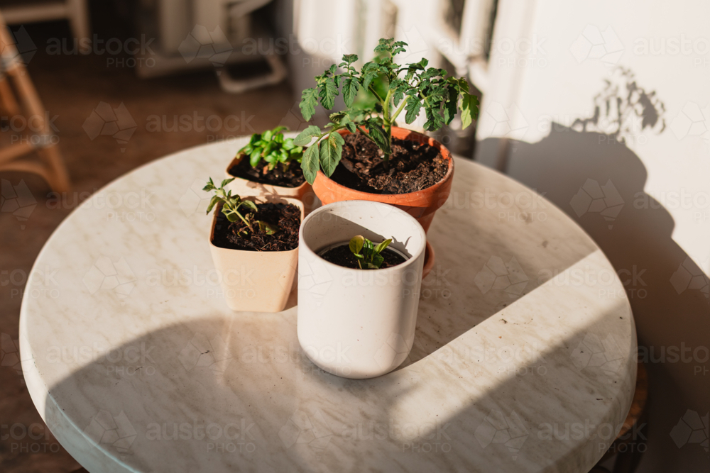 Cluster of small pots on table growing herb and vegetable plants - Australian Stock Image