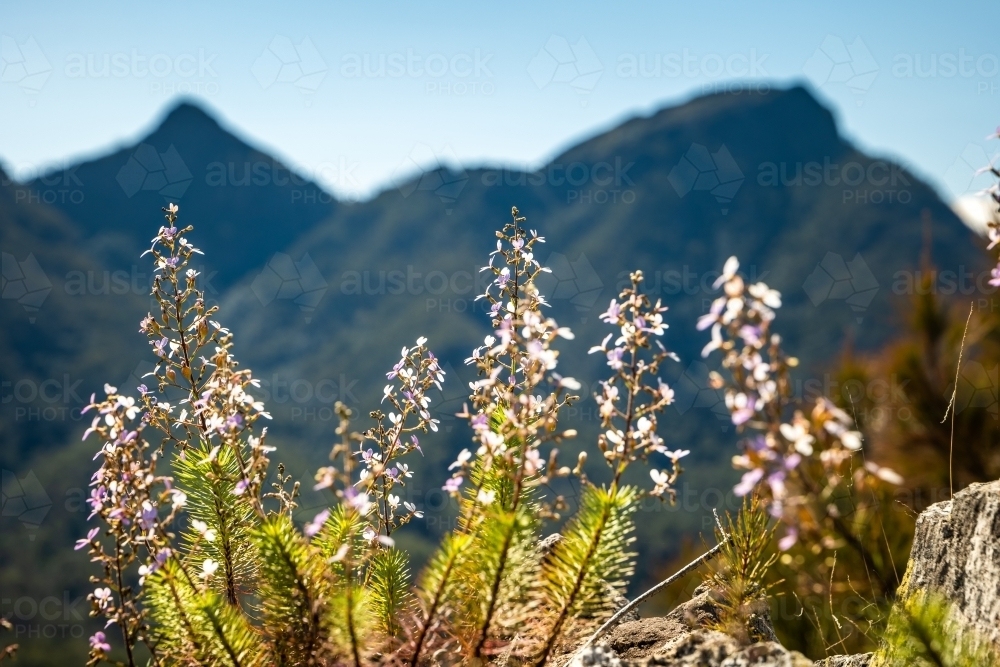 Cluster of small purple flowers with mountain peaks on the background. - Australian Stock Image