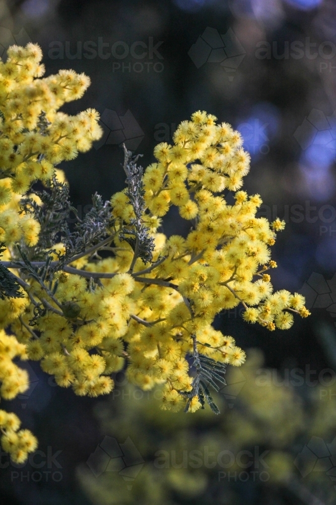 Cluster of wattle flowers - Australian Stock Image