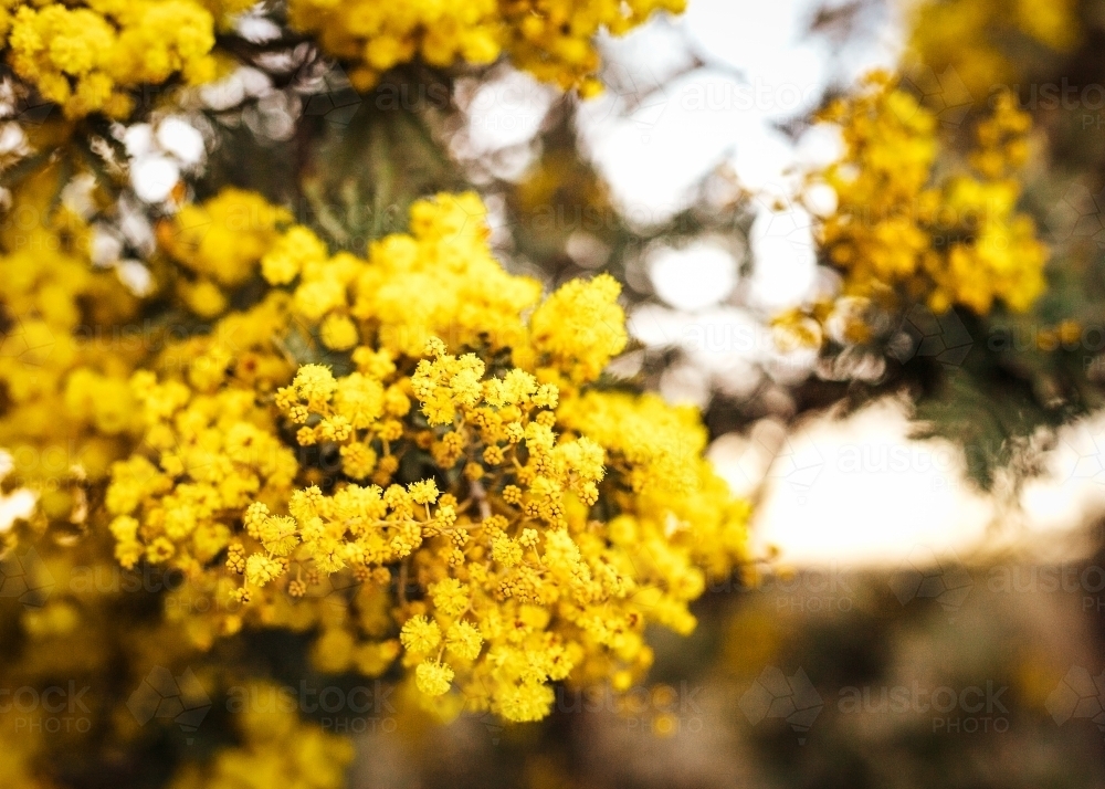 Cluster of yellow wattle flowers on a tree in the afternoon - Australian Stock Image