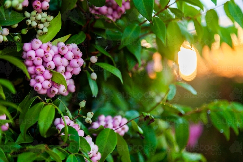 Clusters of pink berries on bush in garden at sunrise - Australian Stock Image