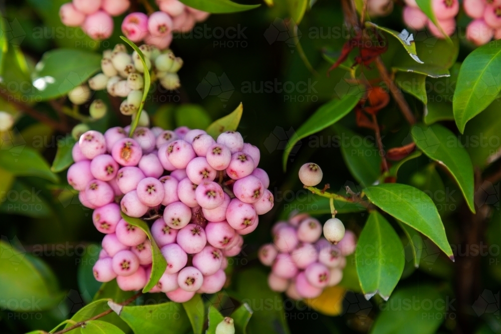 Clusters of pink berries on green hedge bush in garden - Australian Stock Image
