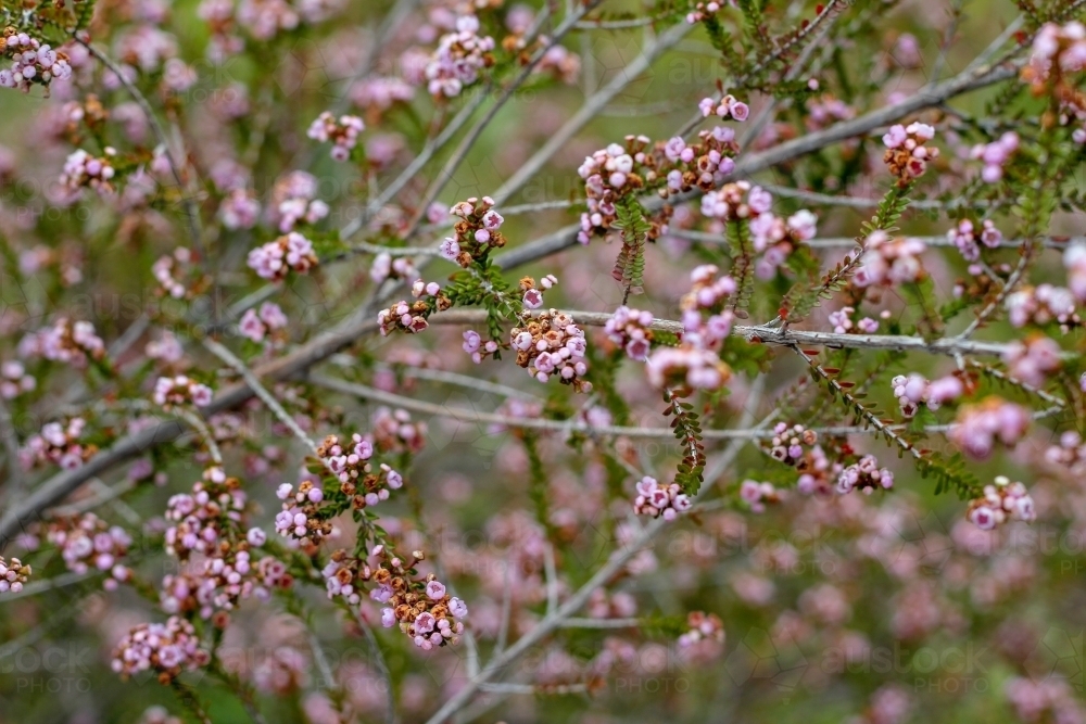 Clusters of pink flowers on thryptomene shrub - Australian Stock Image