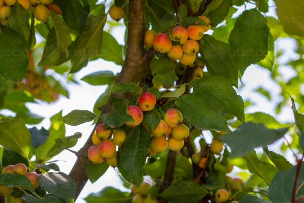 Clusters of red and yellow apples on tree - Australian Stock Image