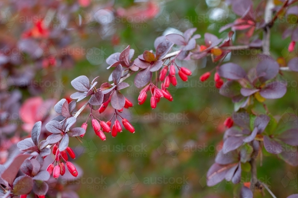 clusters of red berries on shrub - Australian Stock Image